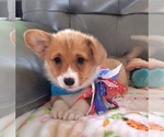 Small #3 Pembroke Welsh Corgi
