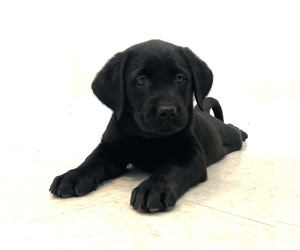 Labrador Retriever Puppy for sale in LOGANSPORT, IN, USA