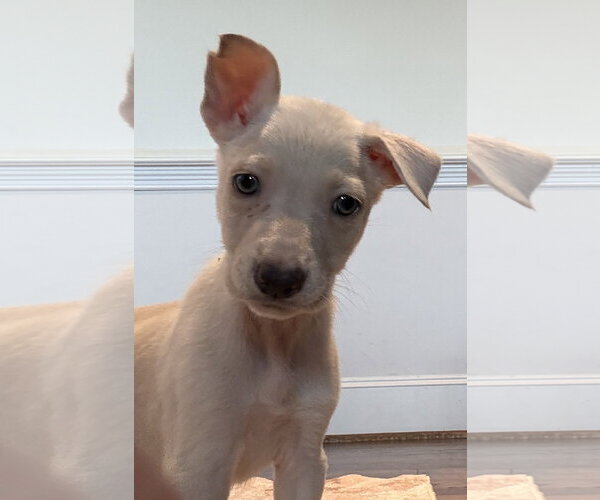 Medium Photo #1 Mutt Puppy For Sale in The Woodlands, TX, USA
