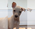 Small Mutt