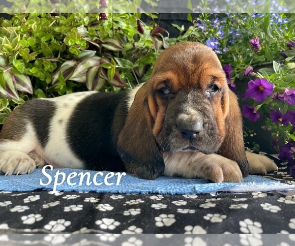 Medium Photo #4 Basset Hound Puppy For Sale in COLUMBIA CROSS ROADS, PA, USA