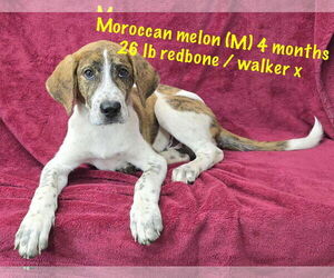 Redbone Coonhound-Treeing Walker Coonhound Mix Dogs for adoption in pomfret, CT, USA