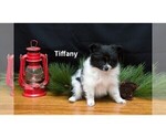 Small Photo #5 Pomeranian Puppy For Sale in CLARE, MI, USA