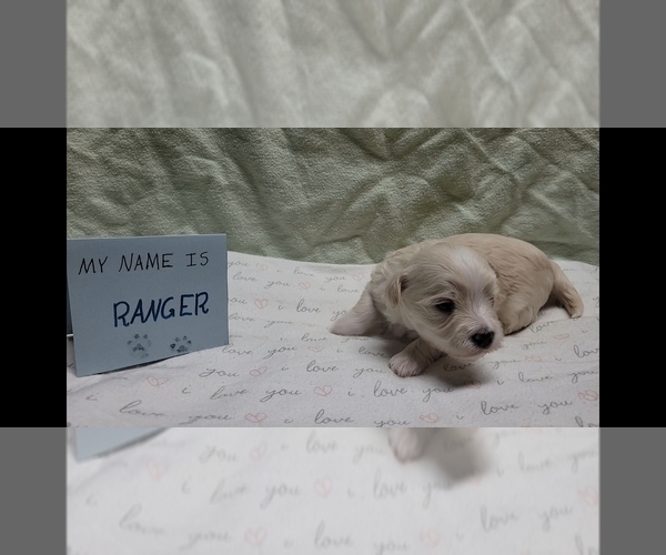 Medium Photo #16 Maltipoo (Miniature) Puppy For Sale in BROOKFIELD, MO, USA