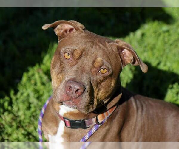 Medium Photo #2 Mutt Puppy For Sale in Ojai, CA, USA