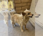 Small #1 Colonial Cocker Spaniel Mix
