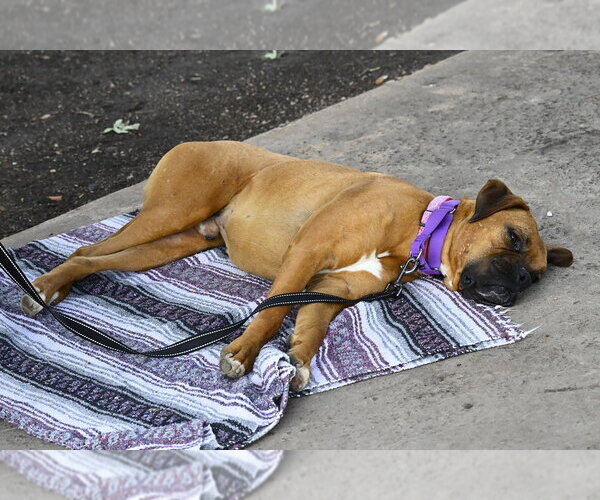 Medium Photo #7 Boxer Puppy For Sale in Austin, TX, USA