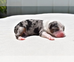Small #1 Miniature Australian Shepherd
