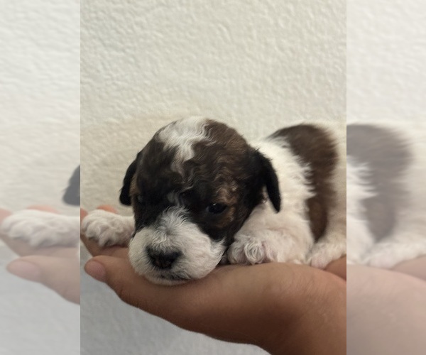 Medium Photo #1 Bernedoodle (Miniature) Puppy For Sale in LONGMONT, CO, USA