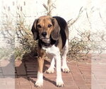 Small Photo #2 Beagle-Unknown Mix Puppy For Sale in Tucson, AZ, USA