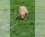 Small #2 Goldendoodle (Miniature)