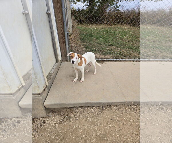 Medium Photo #1 Mutt Puppy For Sale in Maquoketa, IA, USA