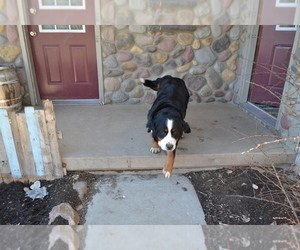Mother of the Bernese Mountain Dog puppies born on 04/03/2025