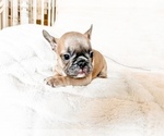 Small #3 French Bulldog