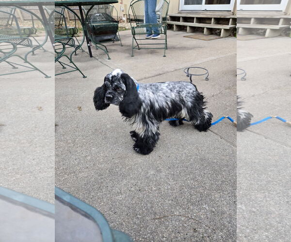 Medium Photo #3 Cocker Spaniel Puppy For Sale in Belleuve, NE, USA