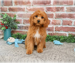 Small #2 Cavapoo (Miniature)