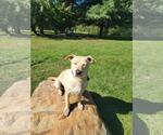 Small #16 Labrador Retriever Mix