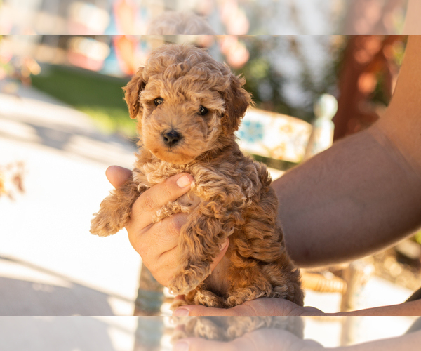 Medium Photo #2 Poodle (Miniature) Puppy For Sale in NAPPANEE, IN, USA
