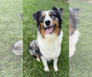 Mother of the Australian Shepherd puppies born on 01/10/2026