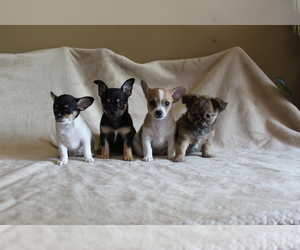 Chihuahua Puppy for sale in HUDSONVILLE, MI, USA