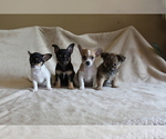 Small Chihuahua