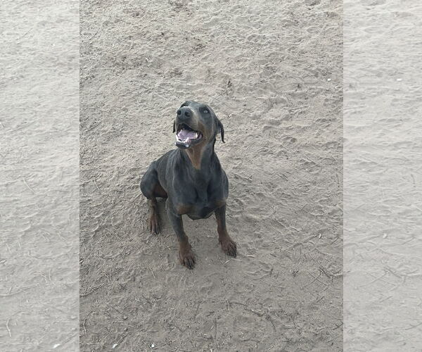 Medium Photo #3 Doberman Pinscher Puppy For Sale in Buffalo, MN, USA