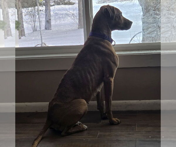 Medium Photo #3 Labrador Retriever-Unknown Mix Puppy For Sale in Brooklyn Center, MN, USA