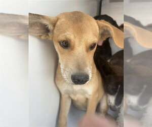 German Shepherd Dog-Unknown Mix Dogs for adoption in Houston, TX, USA