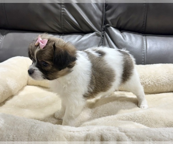 Medium Photo #7 Papillon Puppy For Sale in BELTON, MO, USA