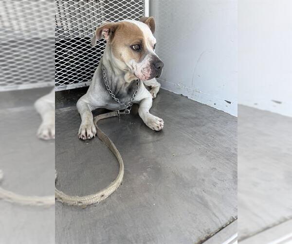 Medium Photo #1 Mutt Puppy For Sale in Bakersfield, CA, USA