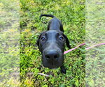 Small #5 Great Dane Mix