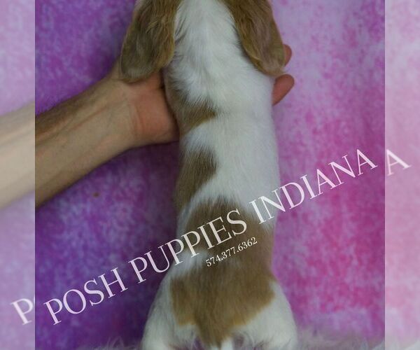 Medium Photo #6 Dachshund Puppy For Sale in WARSAW, IN, USA