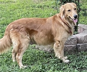 Mother of the Golden Retriever puppies born on 10/28/2021