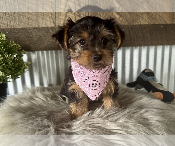 Medium Photo #6 Yorkshire Terrier Puppy For Sale in NAPPANEE, IN, USA