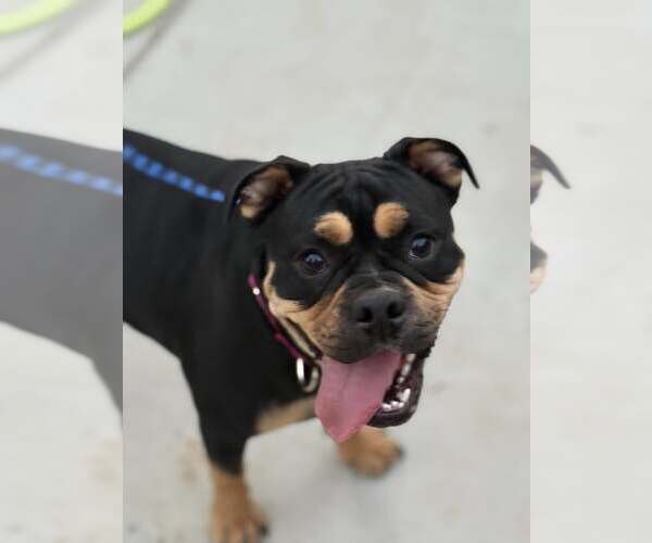 Medium Photo #1 English Bullweiler Puppy For Sale in Turlock, CA, USA