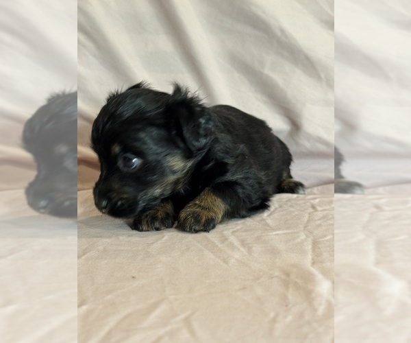 Medium Photo #7 Corgipoo Puppy For Sale in LONGMONT, CO, USA