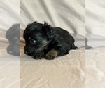 Sonnet - Female Corgipoo Puppy for Sale - Photo #7