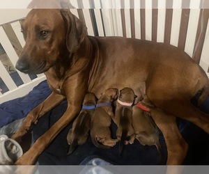 Rhodesian Ridgeback Puppy for sale in BOISE, ID, USA