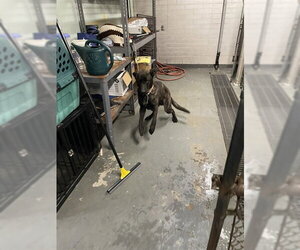 Holland Shepherd-Unknown Mix Dogs for adoption in Stockton, CA, USA