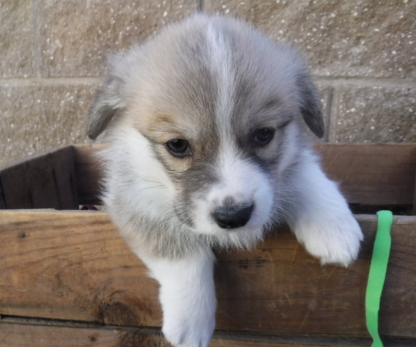 Medium Photo #1 Pembroke Welsh Corgi Puppy For Sale in REDDING, CA, USA