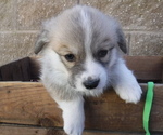 Small Photo #1 Pembroke Welsh Corgi Puppy For Sale in REDDING, CA, USA