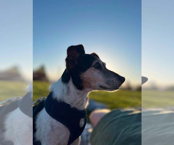 Medium Photo #5 Jack Russell Terrier Puppy For Sale in Arlington, WA, USA