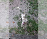 Small #1 Poodle (Standard) Mix