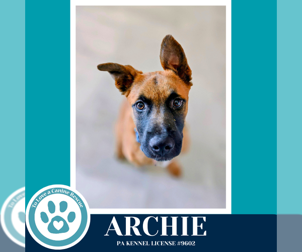 Medium Photo #8 Mutt Puppy For Sale in Kimberton, PA, USA