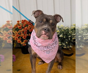 Dolly - Female Mutt Dog for Adoption - Photo #2