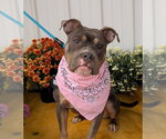 Small Photo #2 Mutt Puppy For Sale in Rootstown, OH, USA