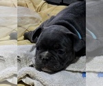 Small #2 French Bulldog