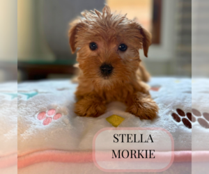 Morkie Puppy for sale in ELMHURST, IL, USA