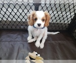 Small Photo #1 Cavalier King Charles Spaniel Puppy For Sale in FRISCO, TX, USA