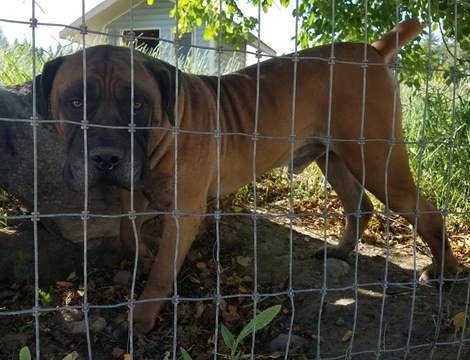 Medium Photo #1 Boerboel Puppy For Sale in SANDPOINT, ID, USA